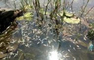 लोटे एमआयडी परीसरातील तलावात हजारो मासे मृत; प्रदूषित पाण्यामुळे प्रकार घडल्याचा आरोप, कंपन्यांनी आरोप फेटाळले